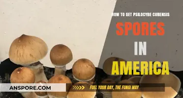 Legal Ways to Obtain Psilocybe Cubensis Spores in the USA