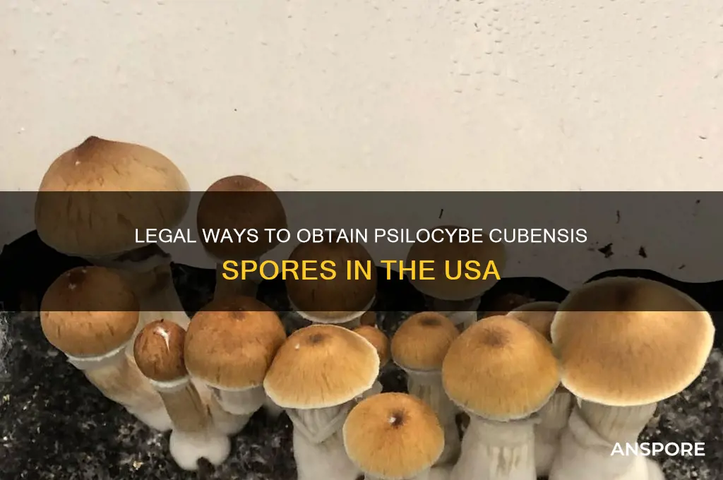 how to get psilocybe cubensis spores in america