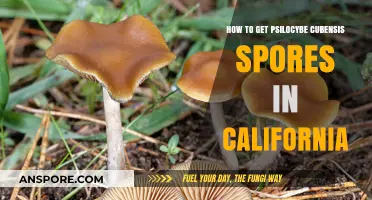 Legal Guide to Obtaining Psilocybe Cubensis Spores in California