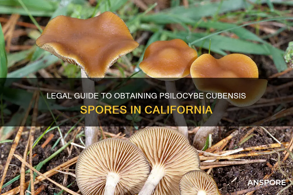 how to get psilocybe cubensis spores in california