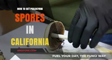 Legal Guide to Obtaining Psilocybin Spores in California Safely