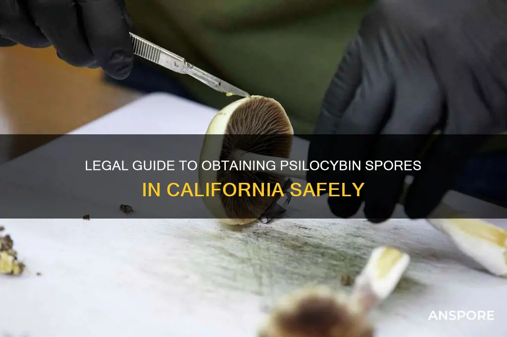 how to get psilocybin spores in california