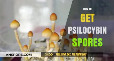 Where to Legally Obtain Psilocybin Spores for Research and Cultivation