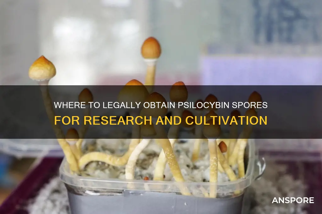 how to get psilocybin spores