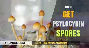A Beginner's Guide to Legally Obtaining Psylocybin Spores