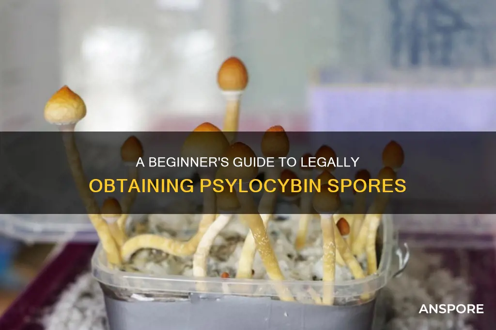 how to get psylocybin spores