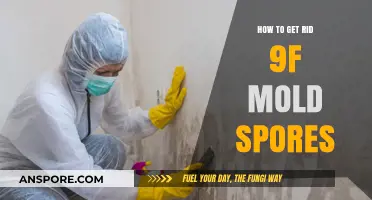 Effective Ways to Eliminate Mold Spores in Your Home