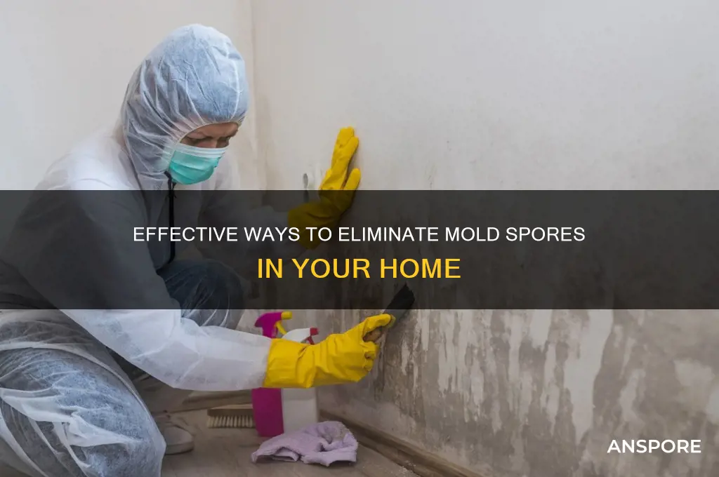 how to get rid 9f mold spores