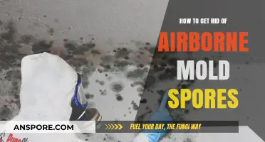Effective Strategies to Eliminate Airborne Mold Spores in Your Home