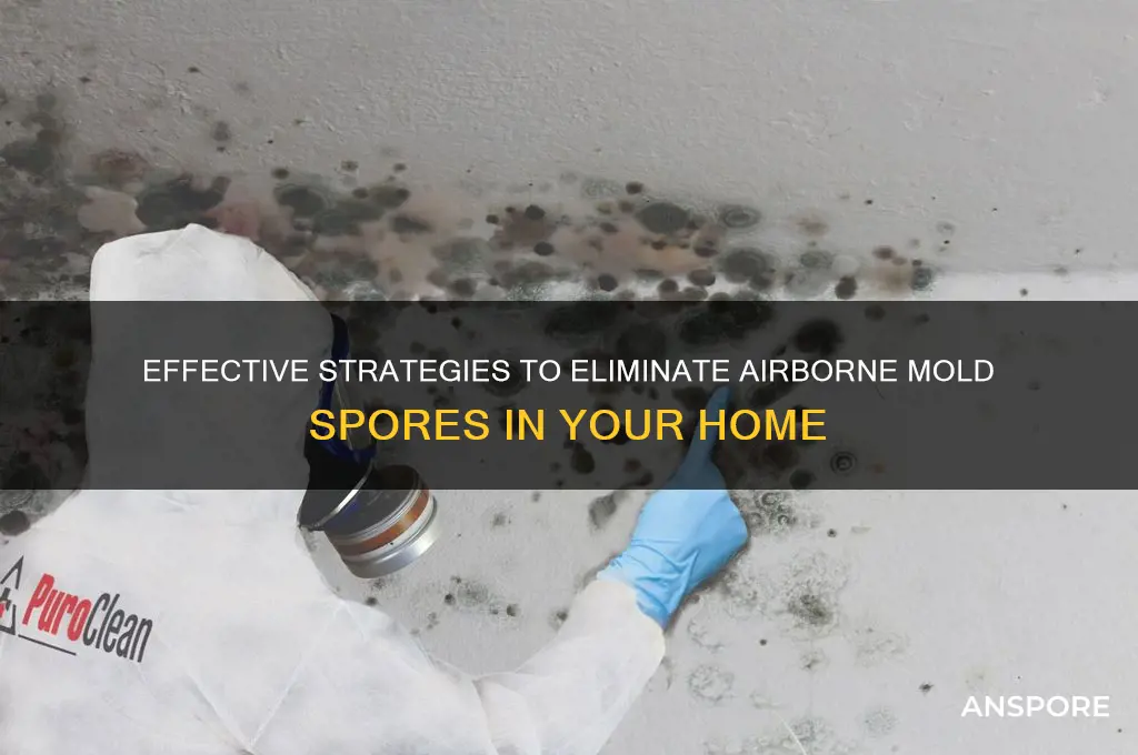 how to get rid of airborne mold spores