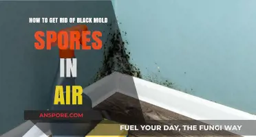 Effective Ways to Eliminate Black Mold Spores from Indoor Air