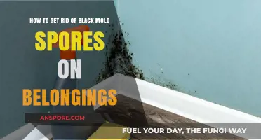 Effective Ways to Eliminate Black Mold Spores from Your Belongings