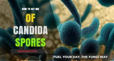 Effective Strategies to Eliminate Candida Spores and Restore Gut Health