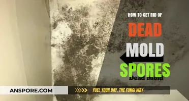 Effective Ways to Eliminate Dead Mold Spores from Your Home