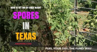 Effective Strategies to Eliminate Early Blight Spores in Texas Gardens