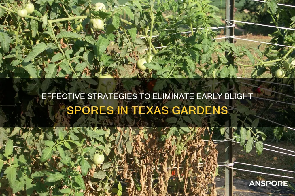 how to get rid of early blight spores in texas