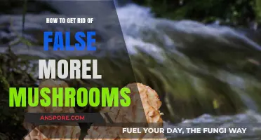 Identifying and Safely Removing False Morel Mushrooms from Your Garden