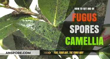 Effective Ways to Eliminate Fungus Spores from Your Camellia Plants