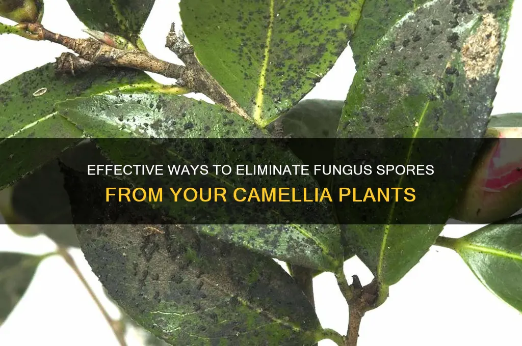 how to get rid of fugus spores camellia