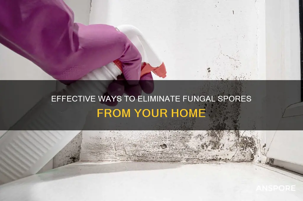 how to get rid of fungal spores in house