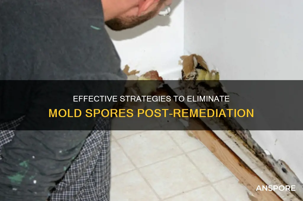 how to get rid of mold spores after mold removal