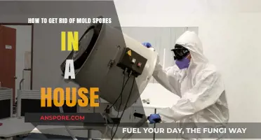 Effective Ways to Eliminate Mold Spores in Your Home