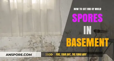 Effective Ways to Eliminate Mold Spores in Your Basement