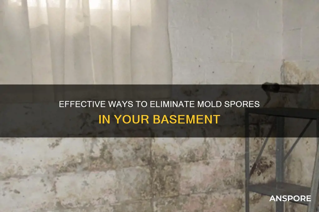 how to get rid of mold spores in basement