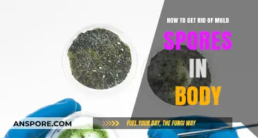 Effective Ways to Eliminate Mold Spores from Your Body Naturally