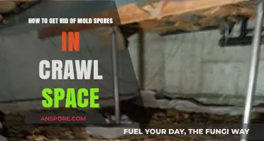 Effective Ways to Eliminate Mold Spores in Your Crawl Space