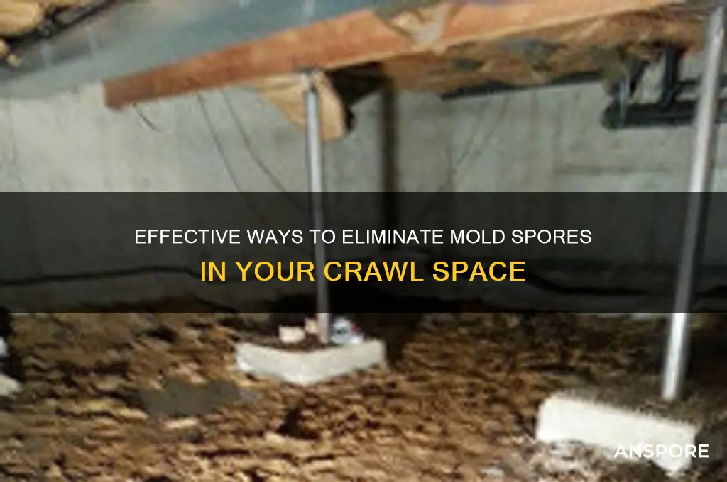 how to get rid of mold spores in crawl space