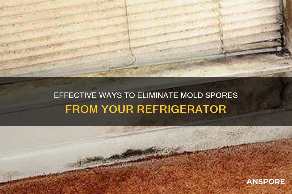 how to get rid of mold spores in fridge