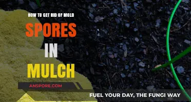 Effective Ways to Eliminate Mold Spores from Your Mulch