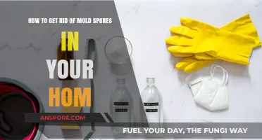 Effective Ways to Eliminate Mold Spores in Your Home