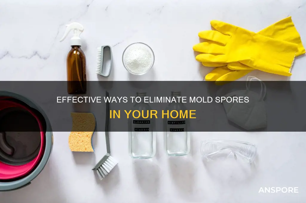 how to get rid of mold spores in your hom