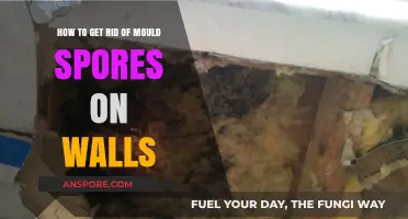 Effective Ways to Eliminate Mould Spores from Your Walls Permanently