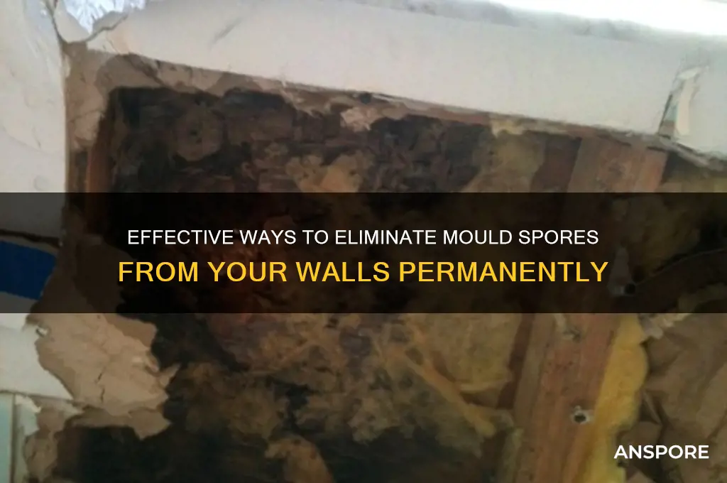 how to get rid of mould spores on walls