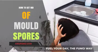 Effective Strategies to Eliminate Mould Spores and Prevent Regrowth