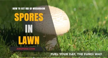 Effective Ways to Eliminate Mushroom Spores from Your Lawn
