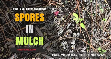 Effective Ways to Eliminate Mushroom Spores from Your Mulch