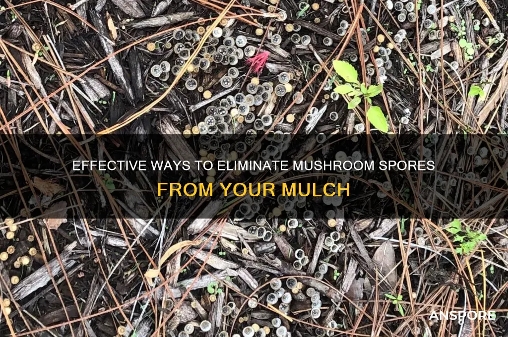 how to get rid of mushroom spores in mulch
