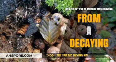 Eliminate Mushrooms Growing in Decaying Wood: Effective Removal Tips