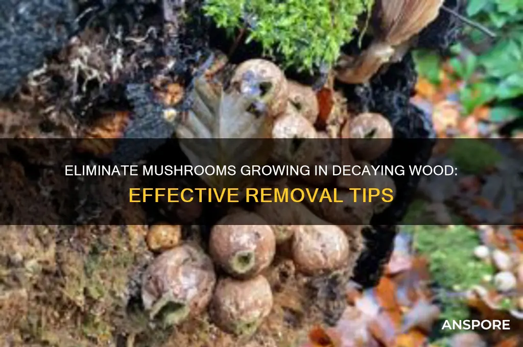 how to get rid of mushrooms growing from a decaying