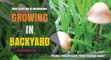 Effective Ways to Eliminate Unwanted Mushrooms in Your Backyard