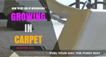 Effective Ways to Eliminate Mushrooms Growing in Your Carpet