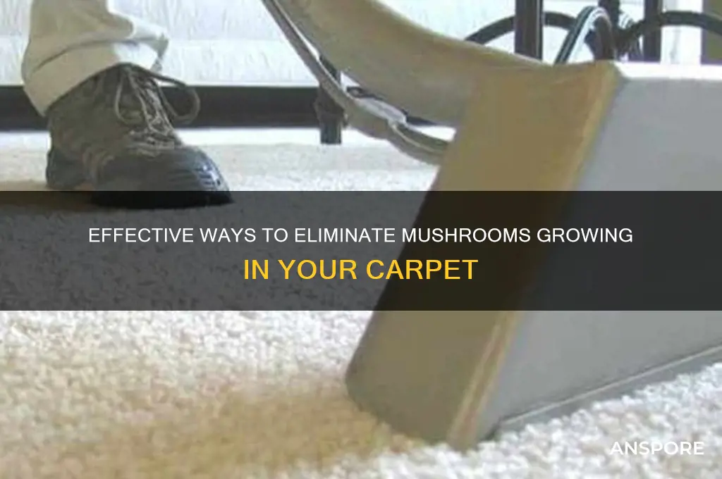 how to get rid of mushrooms growing in carpet