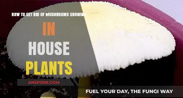 Banish Mushrooms from House Plants: Effective Tips for a Healthy Garden