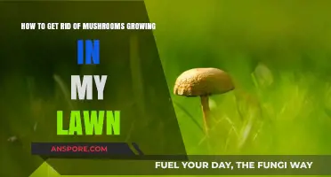 Banish Lawn Mushrooms: Effective Tips to Eliminate Fungal Growth