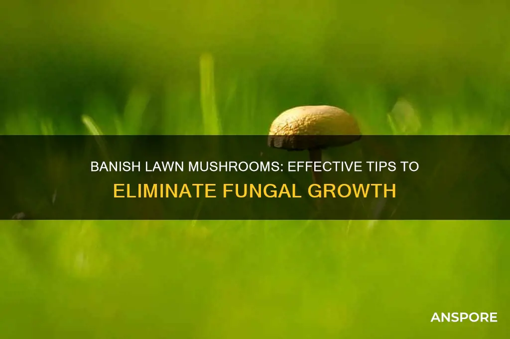 how to get rid of mushrooms growing in my lawn