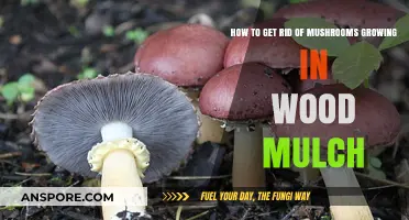 Effective Ways to Eliminate Mushrooms in Wood Mulch Gardens